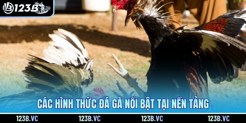 Các hình thức đá gà nổi bật tại nền tảng Các hình thức đá gà nổi bật tại nền tảng